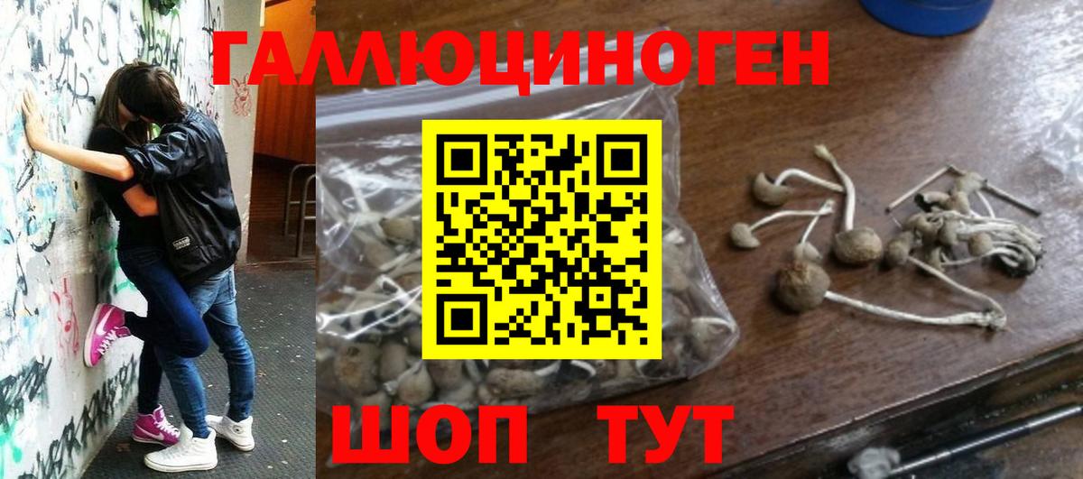 Псилоцибиновые грибы Psilocybe  Вход с VPN  Назарово 